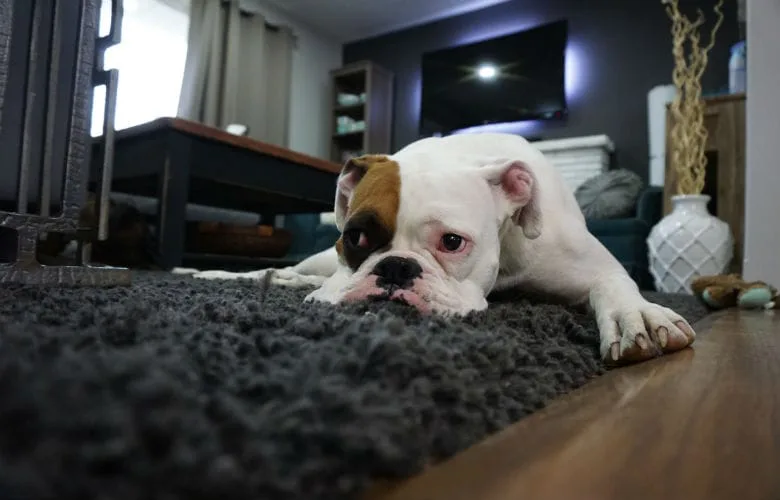 4 tips to keep your carpets looking clean and new