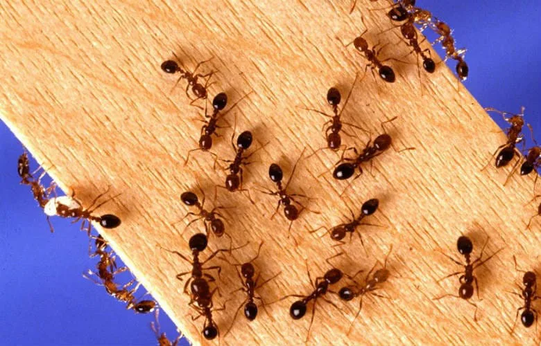4 Simple Tricks to Banish Ants from Your Home and Garden