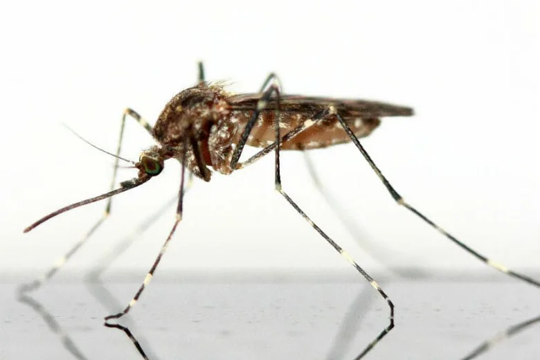 5 Ways to Stop Mosquitoes from Biting You