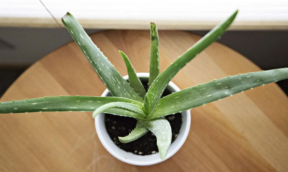 7 Amazing Uses for Your Aloe Vera Plant