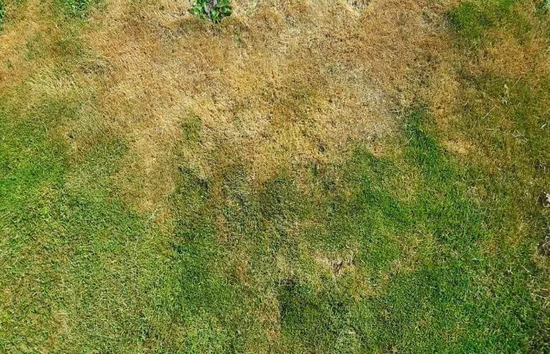 lawn