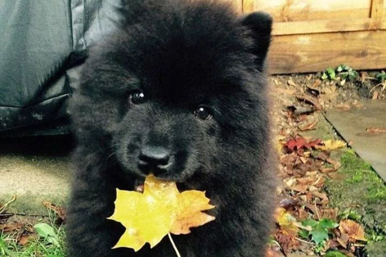 A Family Adopted a Dog, but the Vet Immediately Called the Police Upon Seeing It