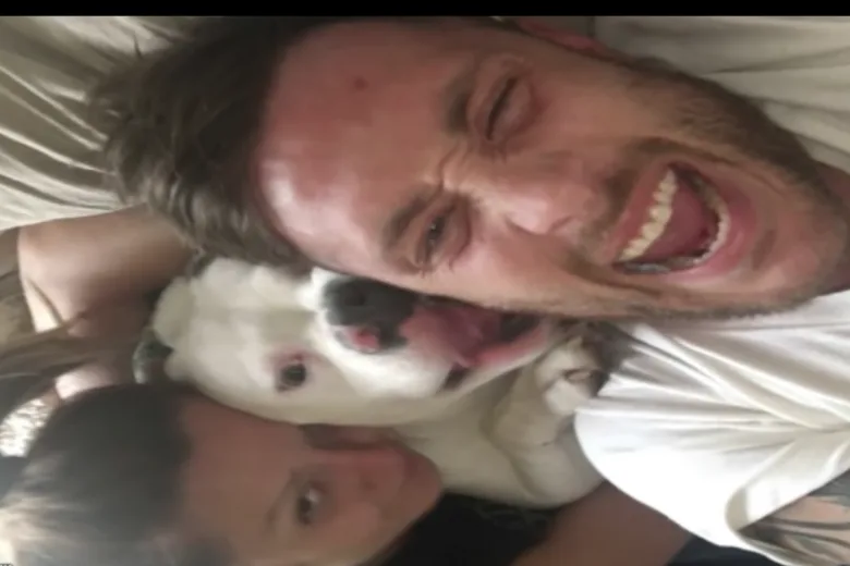 Pitbull adoptie