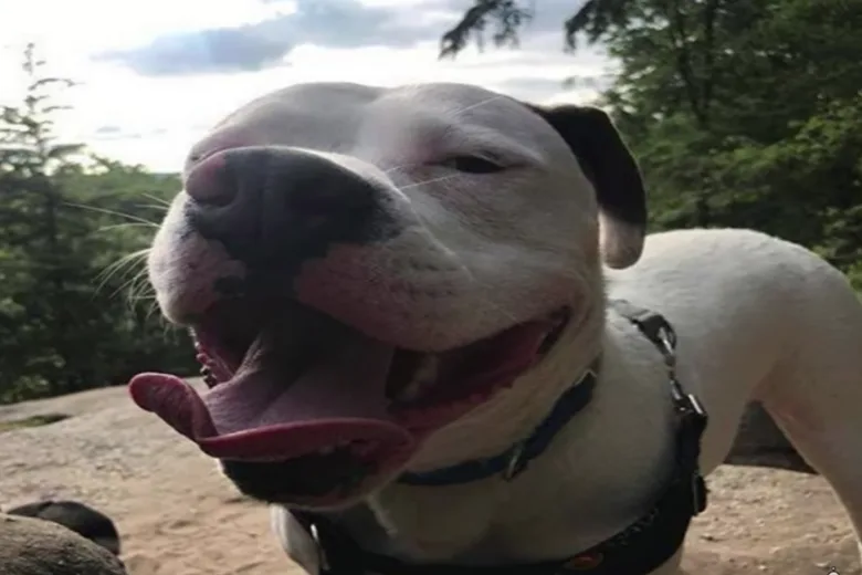 Pitbull adoptie