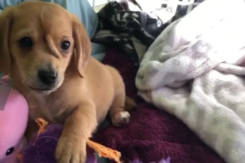Abandoned Puppy with a Tail on Its Head Rescued from the Freezing Cold