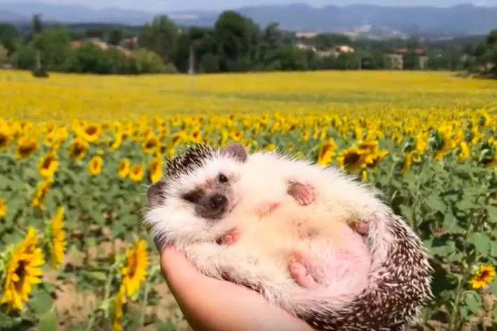 This Adorable Hedgehog Is Winning Hearts Worldwide