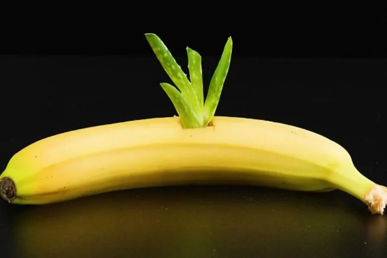 Surprising Trick: Grow New Aloe Vera with a Banana