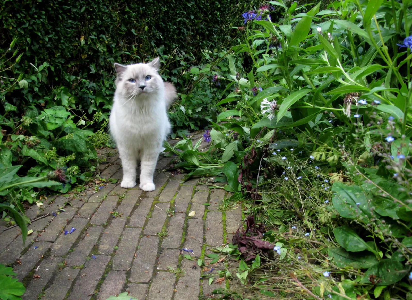 Tired of Neighbor's Cats in Your Yard? Try This Humane Trick!