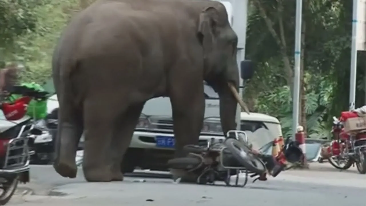 8 Incredible Tales of Animals Getting Revenge on Humans