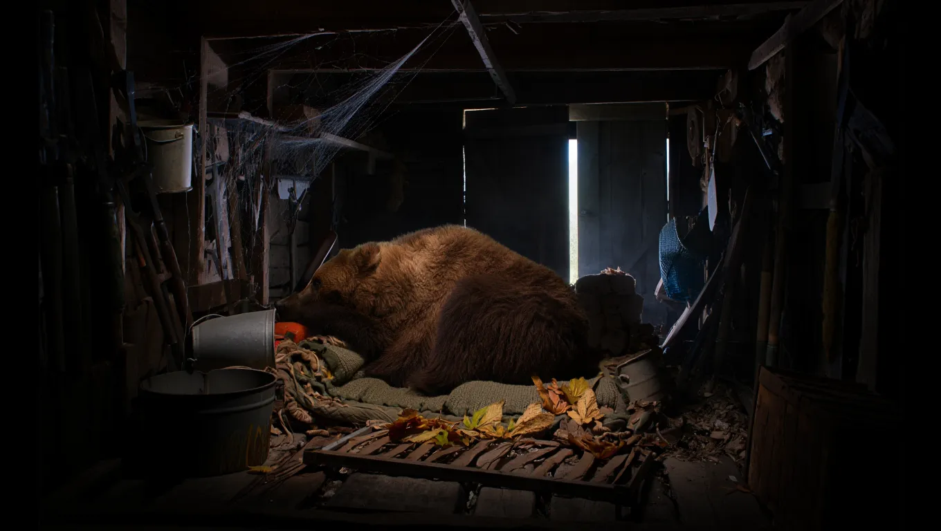 Dim interior of shed with bear sleeping in corner