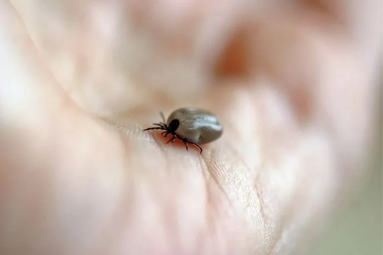 Avoid Tick Bites Naturally: The Essential Oil That Repels Ticks
