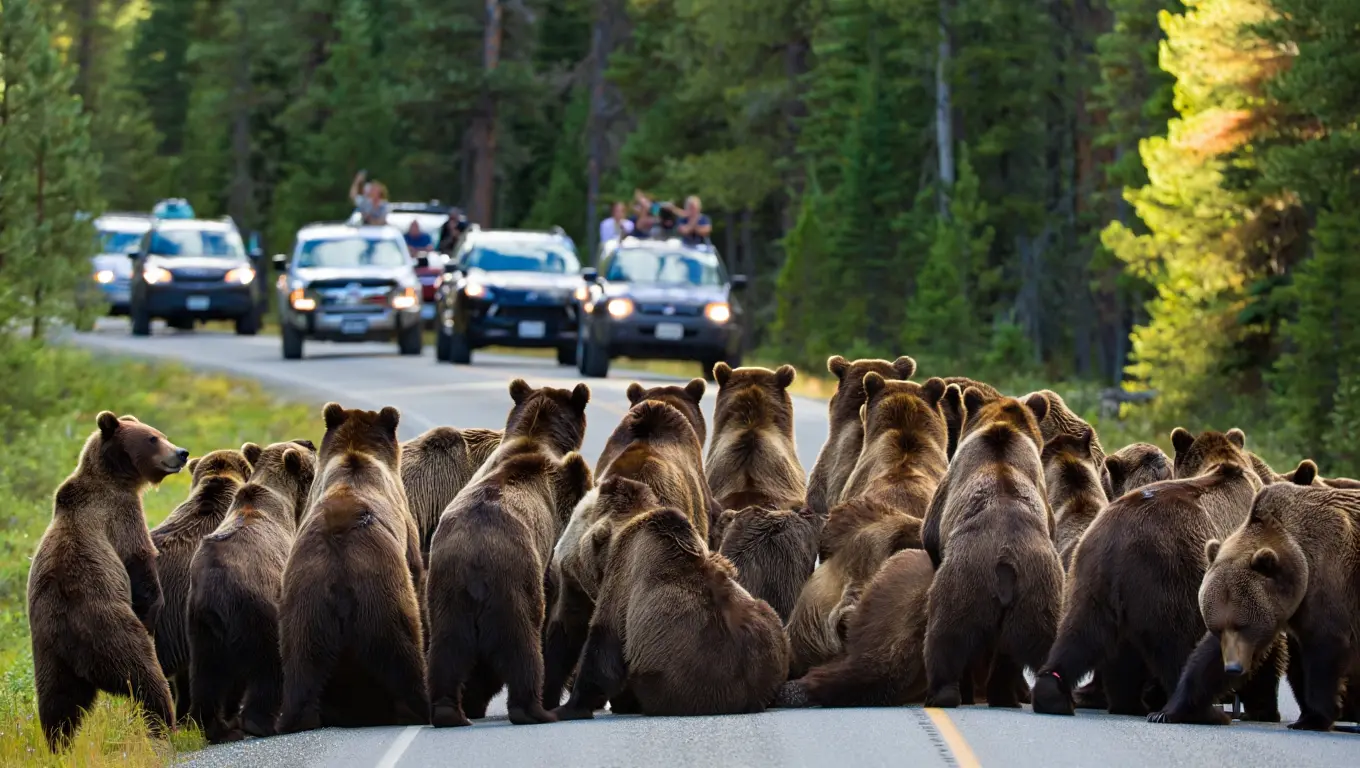Bears Block Yellowstone Road – The Reason Leaves Drivers Stunned