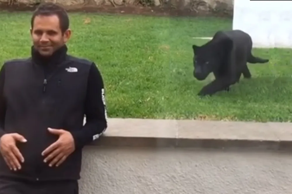 Man Unaware of Black Panther Stalking Him from Behind Until It's Too Late