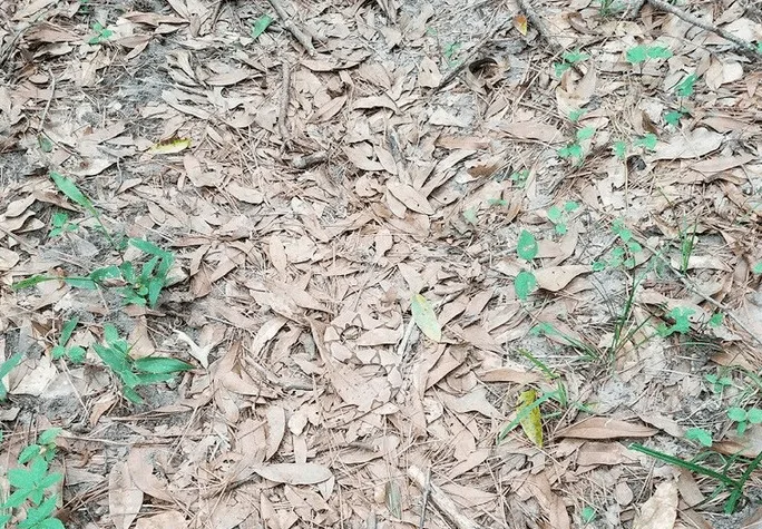 Can You Find the Incredibly Well-Camouflaged Snake in This Image?