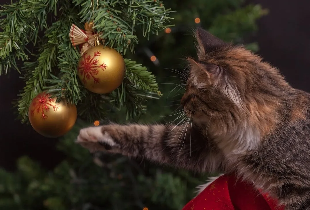 Keep Your Cat Out of the Christmas Tree with This Simple Trick
