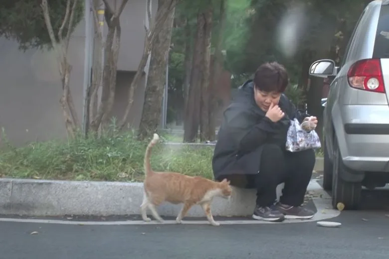A Korean woman feeding stray cats