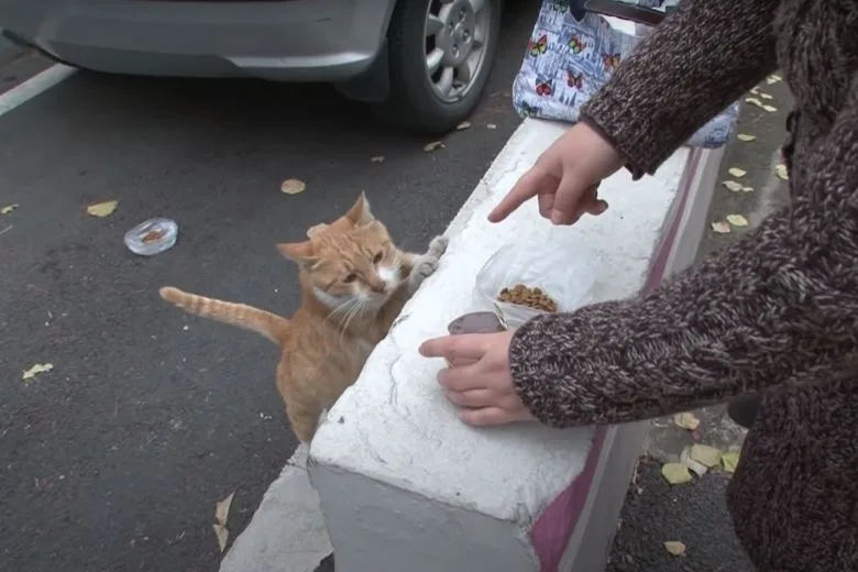 Volunteer offering different cat food