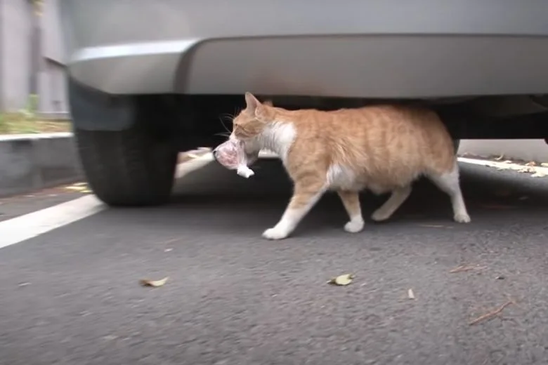 Volunteer putting cat food in a bag