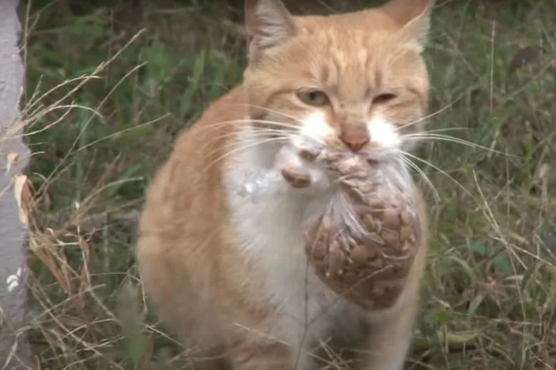 Volunteer wondering where the food goes