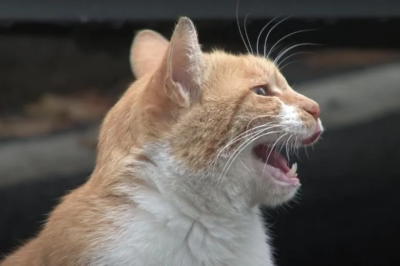 This Stray Cat Would Only Accept Food in a Bag – The Reason Will Melt Your Heart