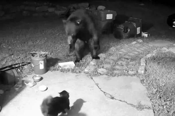 Watch a Brave Cat Confront a Bear Trying to Break Into a Home