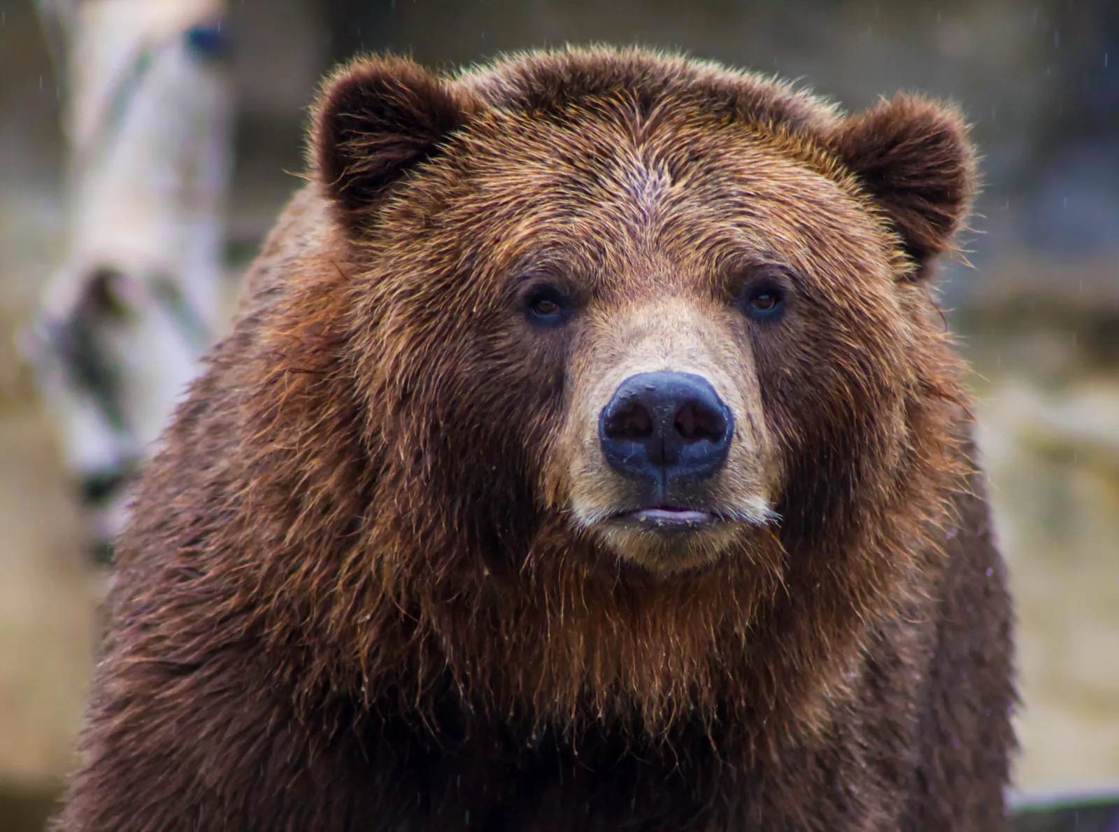 Mother bear watching