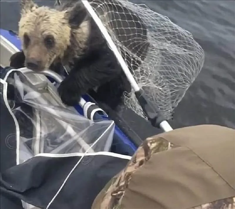 Connection between man and cub