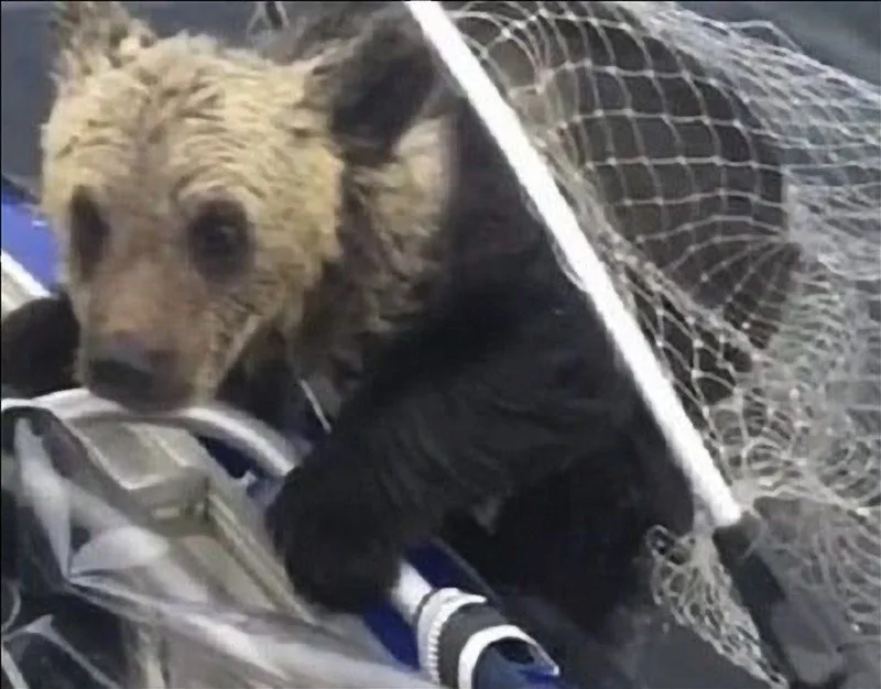 Lifting net with cub