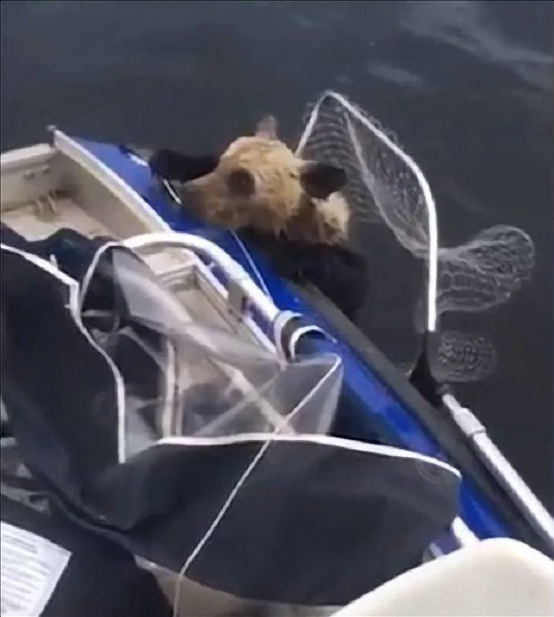 Two cubs on boat