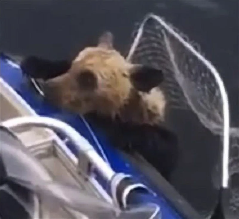 Struggling to lift cub