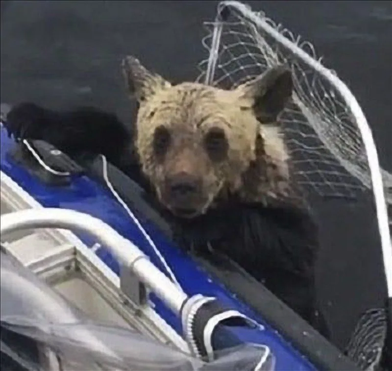 Finally getting cub on board