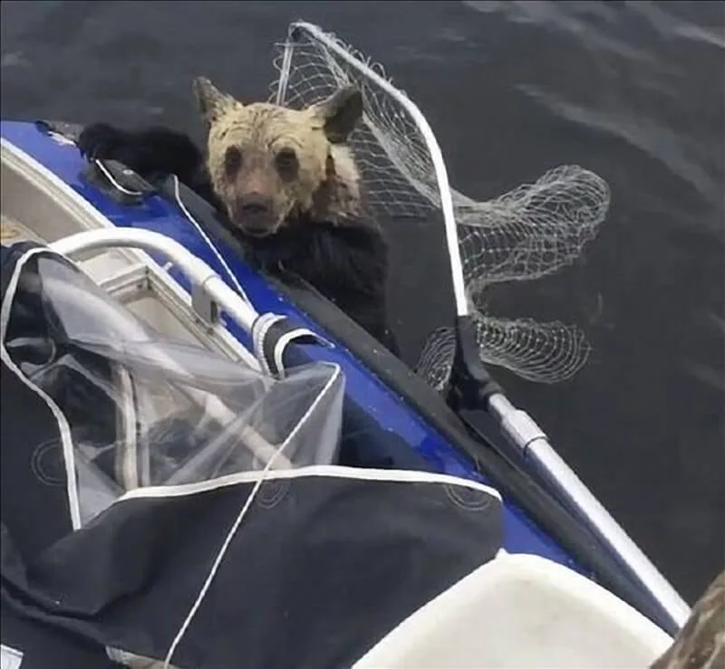 Second cub struggling