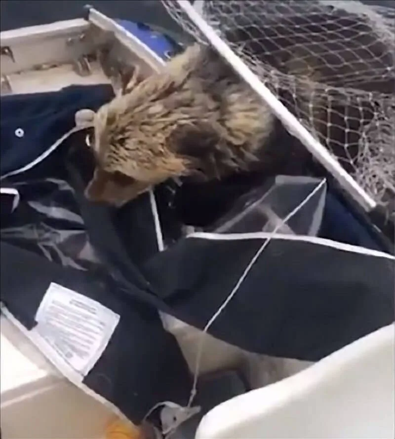 Rescuing second cub
