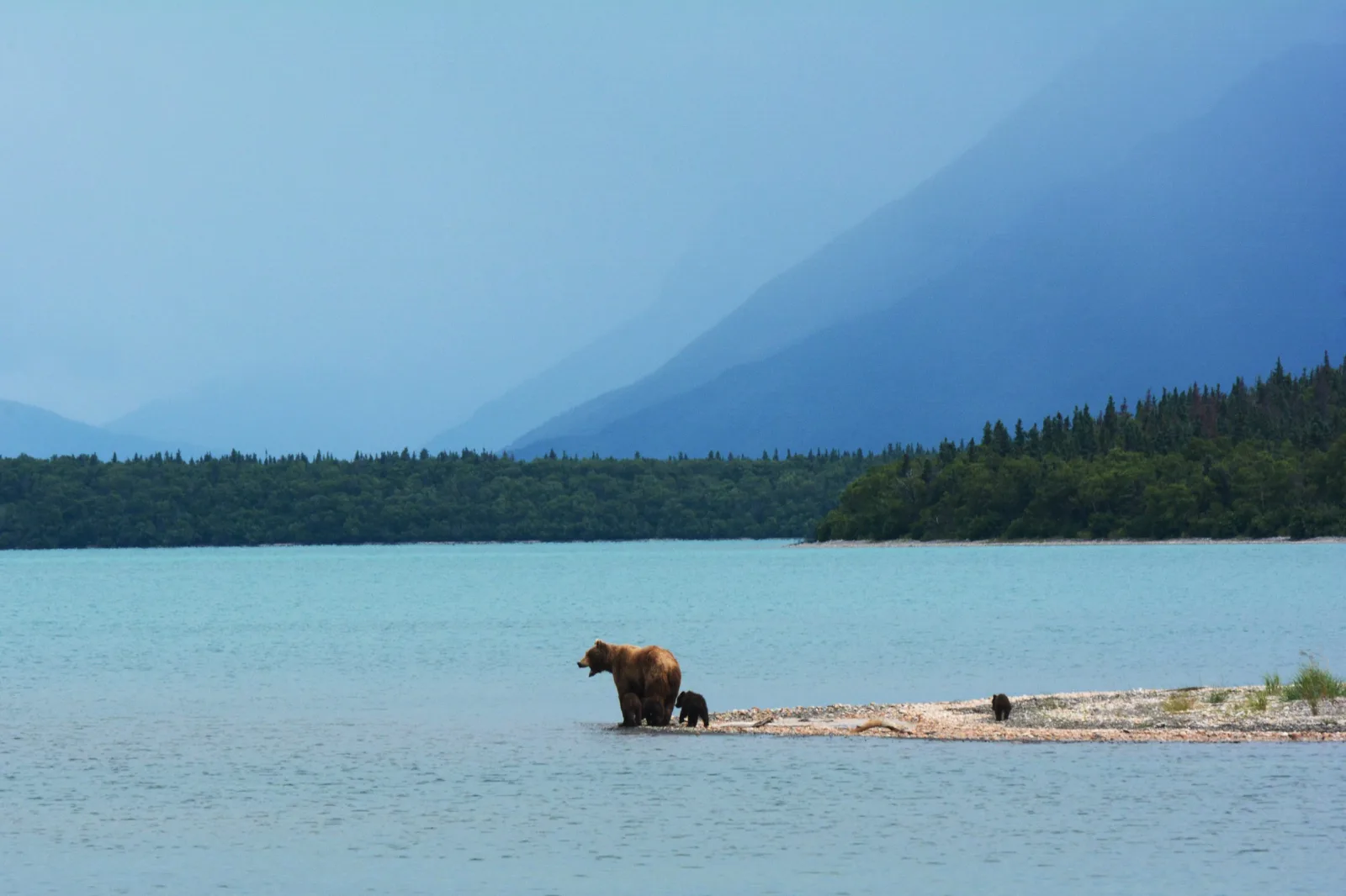 Cubs clinging to mother