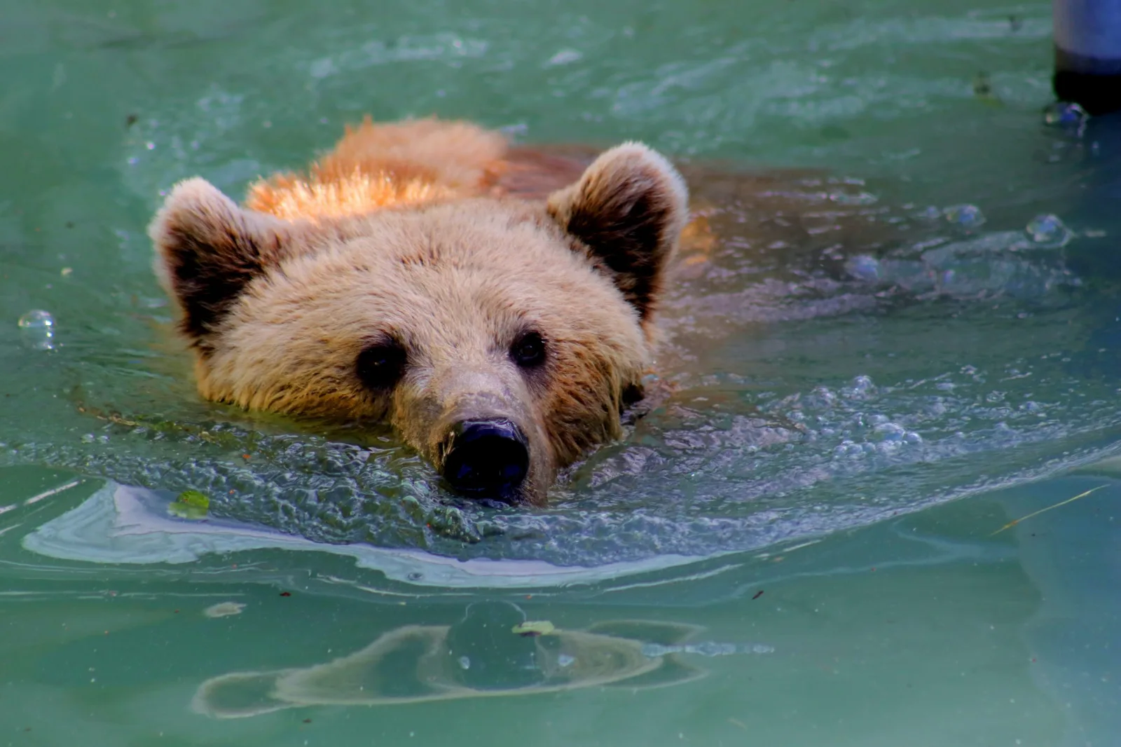 Mother bear swimming away