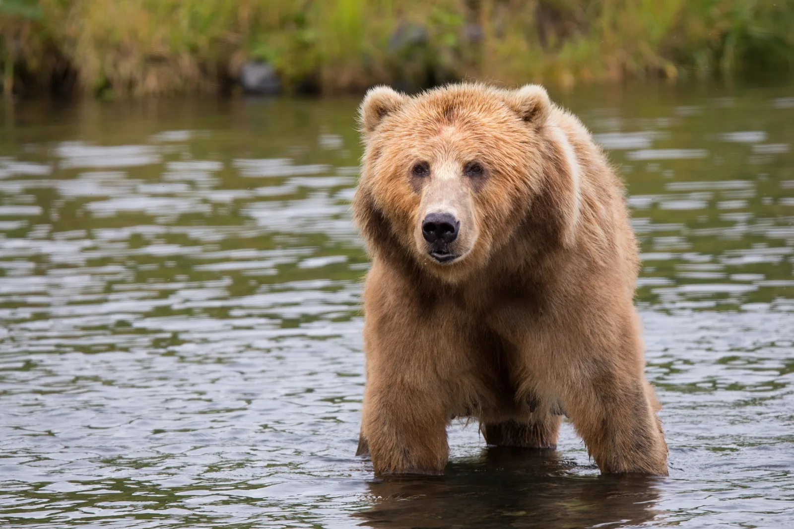 Mother bear struggling