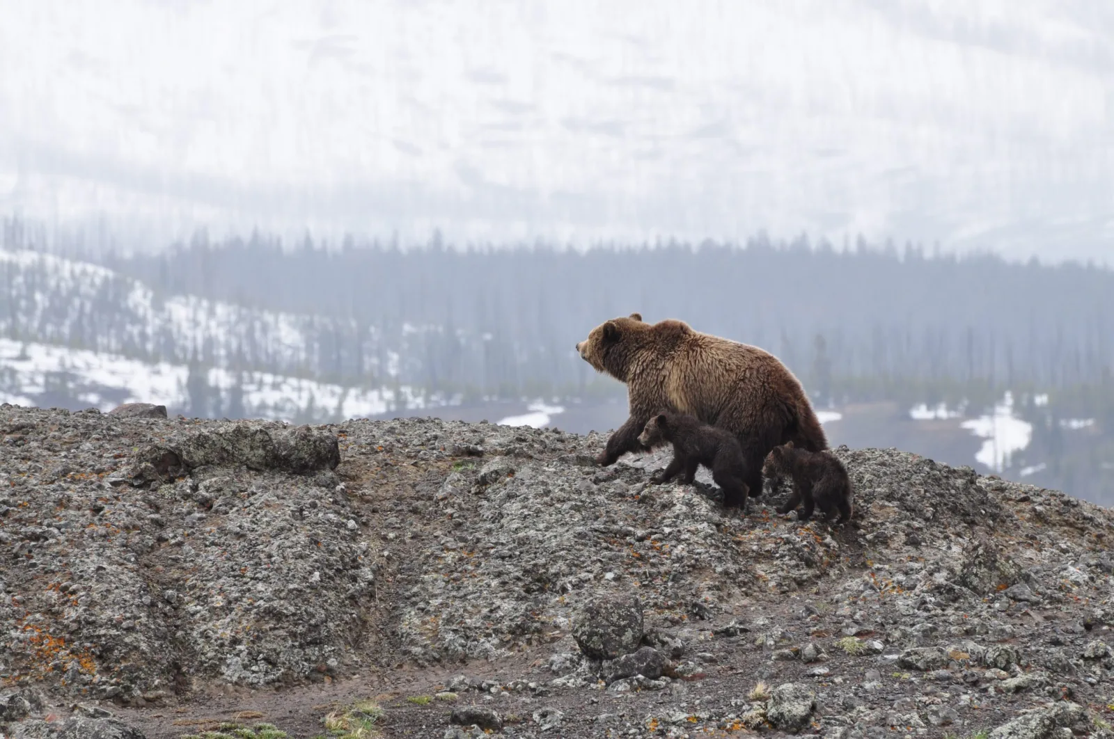 Exhausted cub