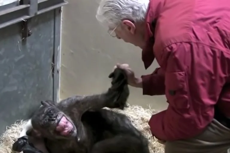 Touching Moment: 59-Year-Old Chimpanzee Bids Farewell to a Lifelong Companion