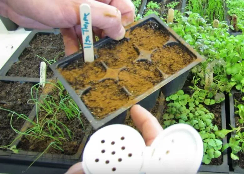 Why Every Gardener Should Sprinkle Cinnamon in Their Garden – It's Genius!