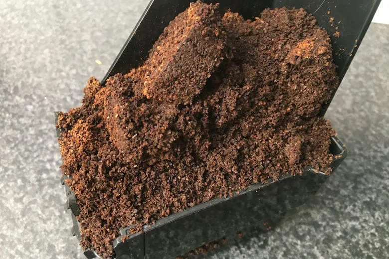 Why You Should Add Coffee Grounds to Your Garden