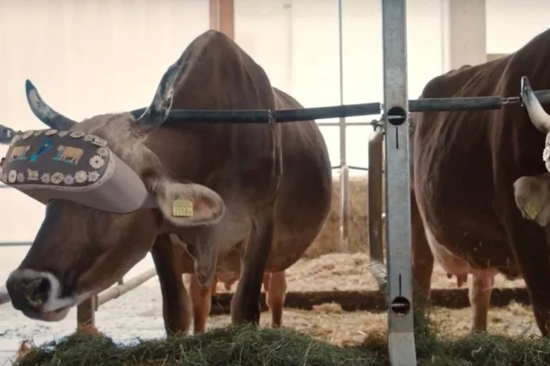 Russian Farmers Use VR Headsets on Cows to Lower Stress and Boost Milk Output