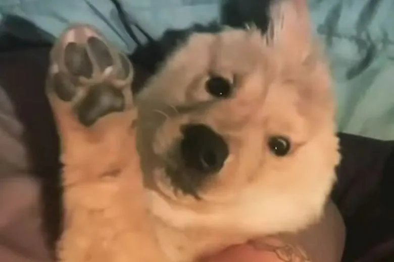Instagram goes wild for adorable one-eared puppy