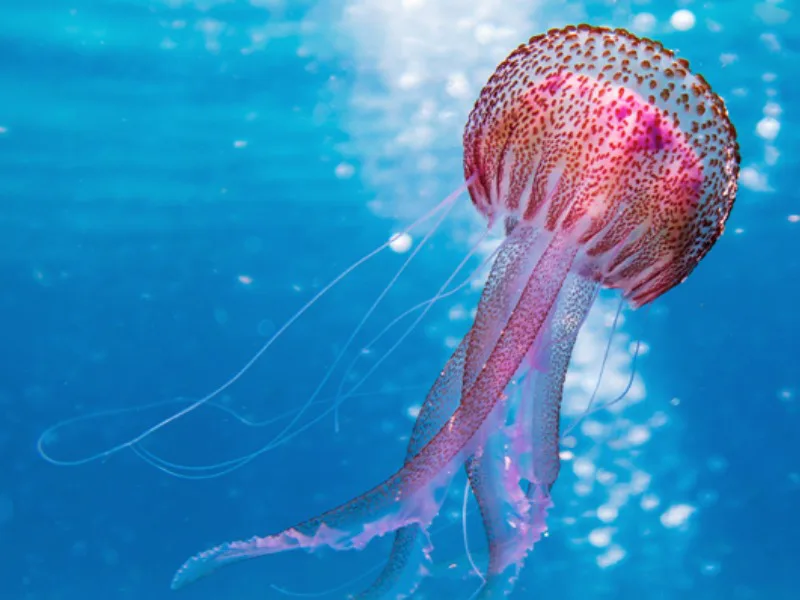 World's Most Dangerous Animals: The Surprising Number One