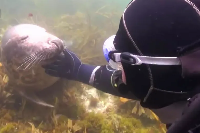 Diver puzzled by seal's behavior until it grabbed his hand