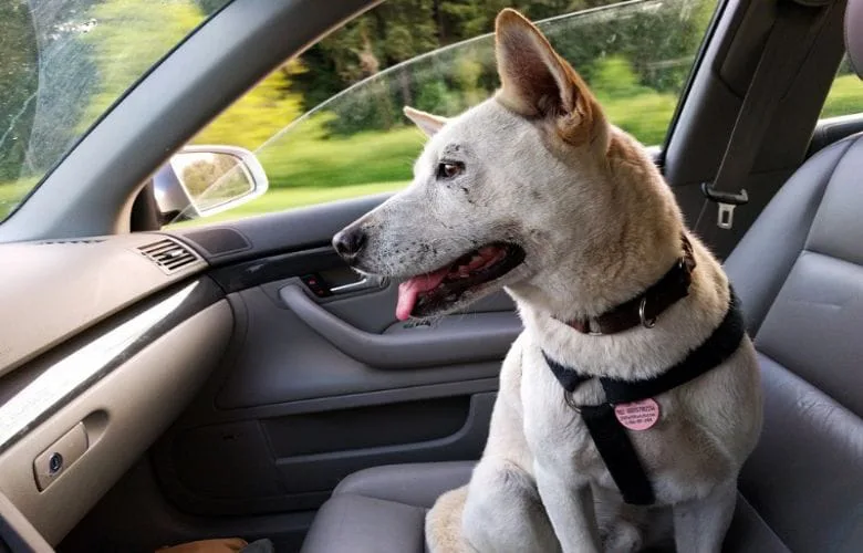 Why You Should Never Let Your Dog Ride in the Passenger Seat