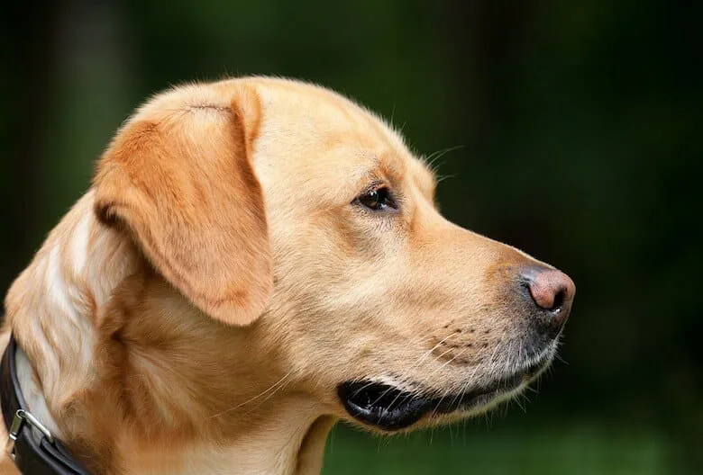 Caution for Dog Owners: Snails Pose a Serious Health Risk to Your Pet