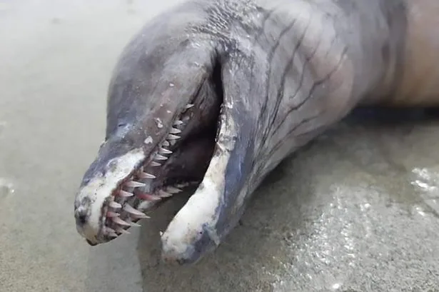 Divers Spot Unusual Dolphin Behavior and Uncover a Miraculous Birth