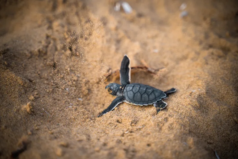 Irish Family Rescues Stranded Baby Turtle on the Brink of Death