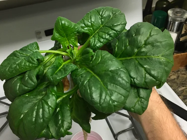 Spinach and kale arranged on a cutting board