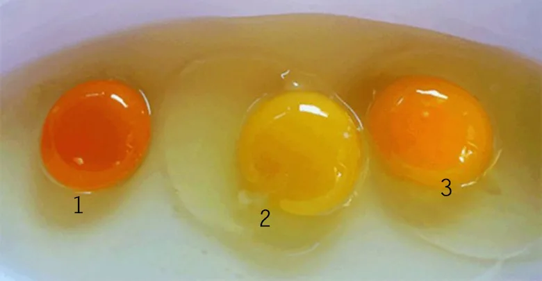 What the Color of an Egg Yolk Reveals About the Hen's Diet
